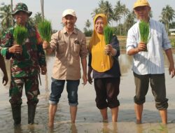 Distanhorbun Sigi Tanam Perdana Padi Sawah