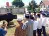 Bupati Sigi Serahkan Hewan Kurban Bantuan Presiden RI Kepada Warga Kaleke