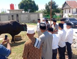 Bupati Sigi Serahkan Hewan Kurban Bantuan Presiden RI Kepada Warga Kaleke
