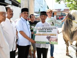 Pemprov Sulteng Salurkan 37 Sapi Kurban dari Presiden dan Gubernur