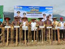 Kejari Sigi Panen Jagung Perdana Lewat Program Jaksa Mandiri Pangan