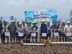 Bupati Sigi Tanam Padi Perdana di Desa Olu