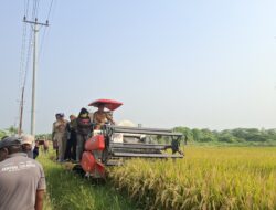 Pemkab Sigi Dorong Kembangkan Penangkaran Benih Padi Lokal
