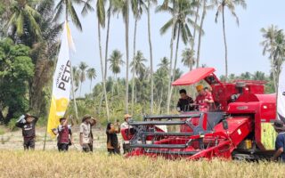 Metode PM-AAS Dapat Tingkatkan Produktifitas Padi di Sigi